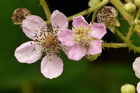 Blackberry Blossom: En muntlig tradition av virtuositet och melankolisk skönhet